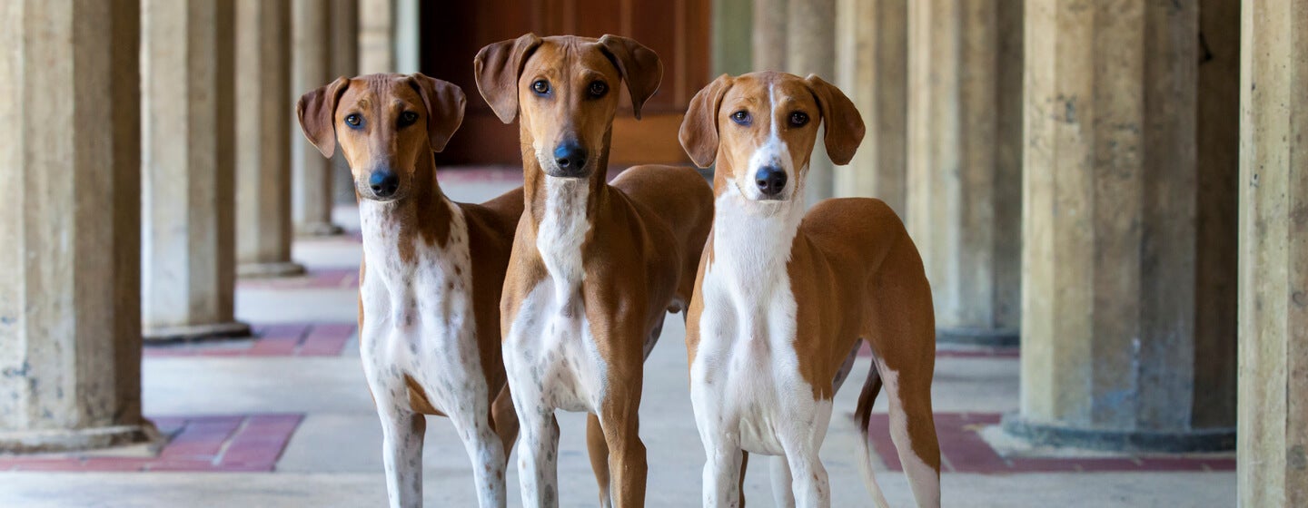 Westminster dog show new sales breeds